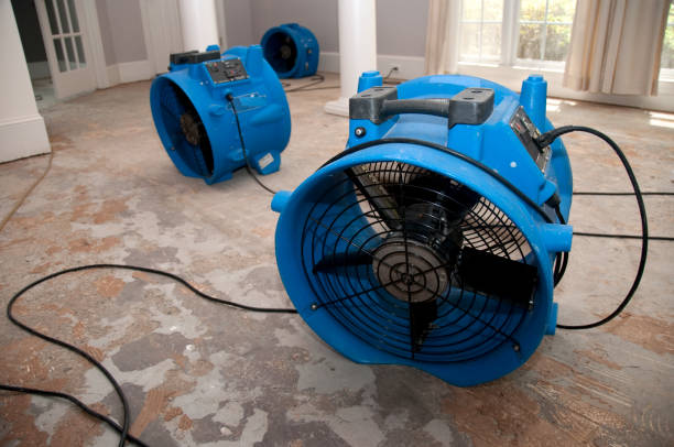 Best Mold removal after water damage  in Worth, IL